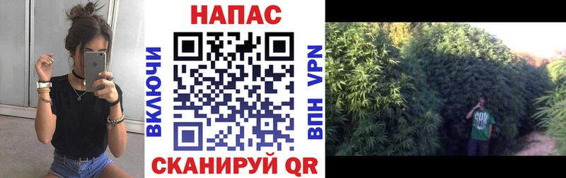 даркнет какой сайт  цены наркотик  Асино  Конопля ГИДРОПОН 